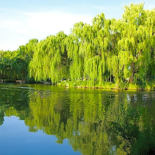 Boston Public Garden Removes Several Trees Following Willow Collapse