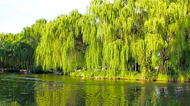 Boston Public Garden Removes Several Trees Following Willow Collapse