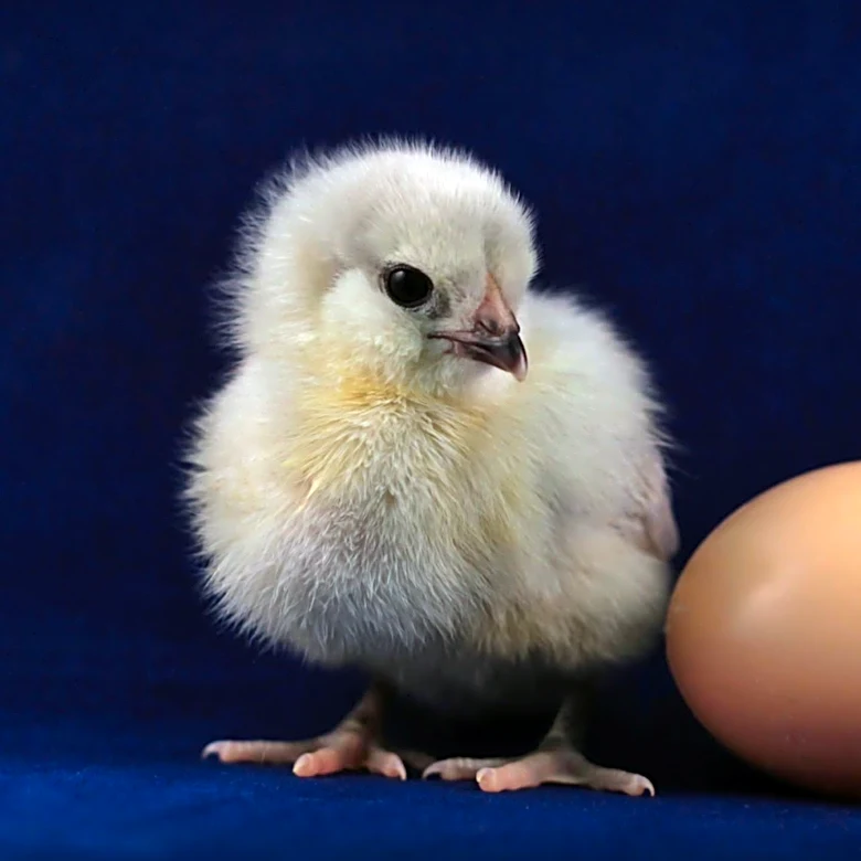 FDA Links Salmonella Outbreak to Recalled Eggs from Midwest Poultry Services