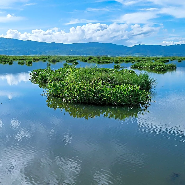 Lakewood's Floating Wetlands Program Successfully Reduces Algal Blooms in Local Lake