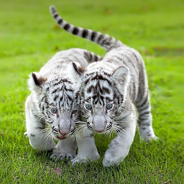 Kemaman Zoo Unveils Rare White Bengal Tiger Cubs, Boosting Tourism