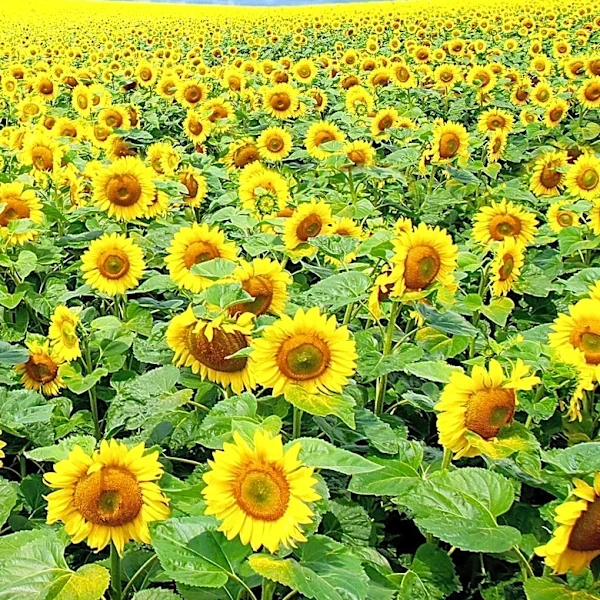 North Dakota Tourism Promotes Sunflower Season to Attract Visitors
