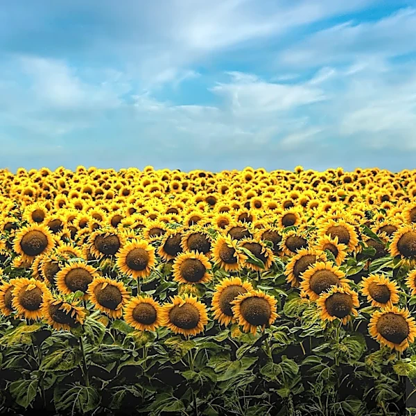 North Dakota Celebrates Peak Sunflower Season, Attracting Tourists and Boosting Local Economy