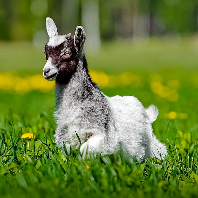Animal Rescue Group Saves Baby Goat from Rapper's Home Amid Fraud and Animal Cruelty Allegations