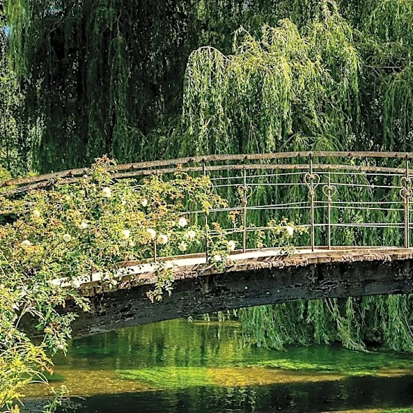 Boston Public Garden Removes Trees After Willow Collapse