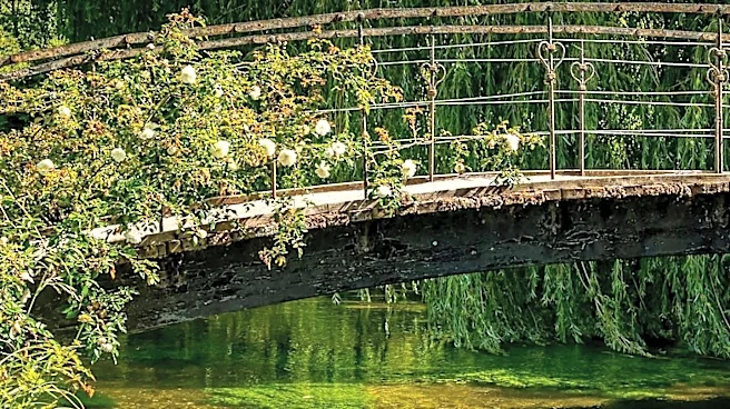 Boston Public Garden Removes Trees After Willow Collapse