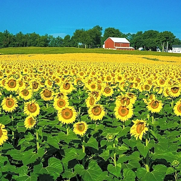 North Dakota Releases 2026 Sunflower Map With 28 Viewing Fields