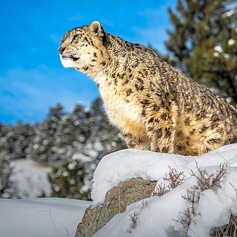 California Sanctuary Faces Health Challenge as Snow Leopards Contract Valley Fever