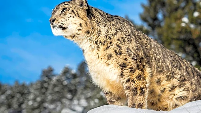 California Sanctuary Faces Health Challenge as Snow Leopards Contract Valley Fever