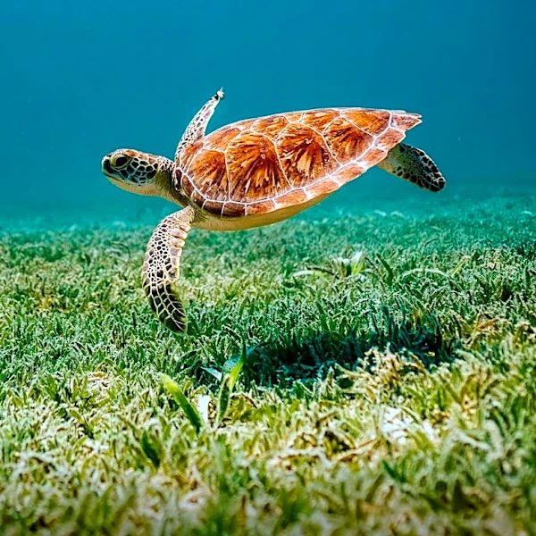 Florida's Sea Turtle License Plates Raise Millions for Conservation Efforts