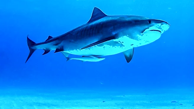 Boston Brothers Catch Rare Tiger Shark Off Cape Cod Beach