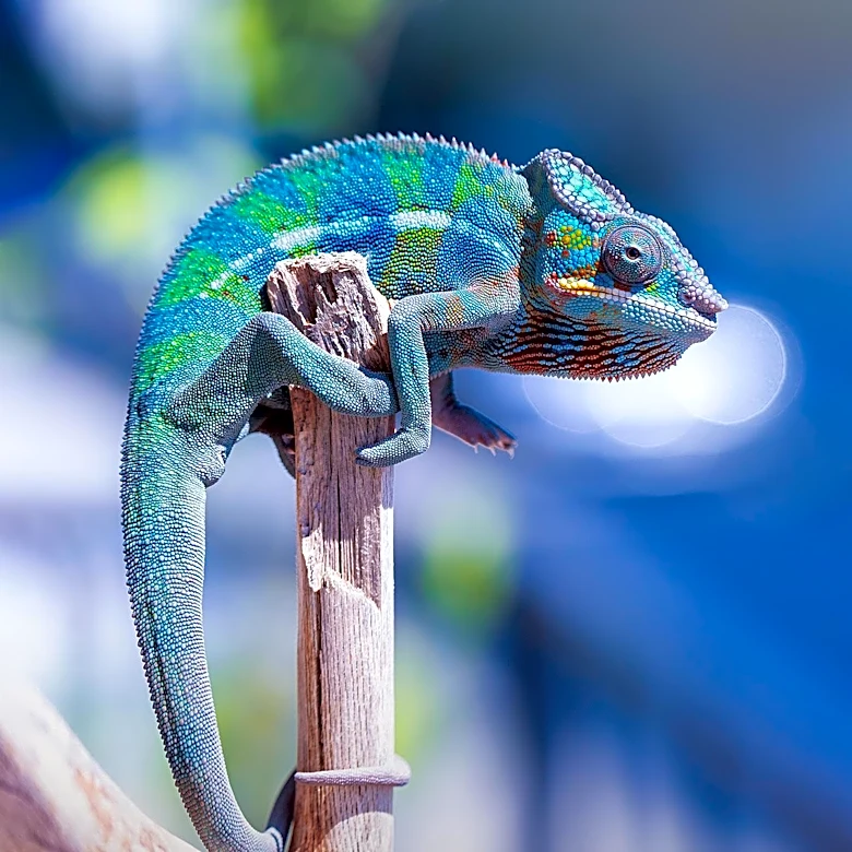 Meccha Chameleon Servers Compromised by Malware, Discord Hacked