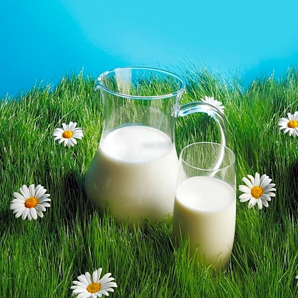 Experts Warn Against Rising Raw Milk Consumption in the U.S. Due to Health Risks