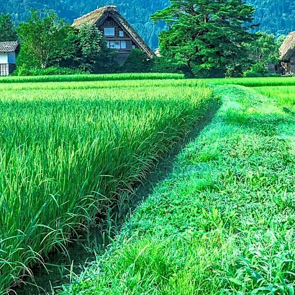 Japan's Heatwave Threatens Rice Crop Yields Amidst Record Temperatures