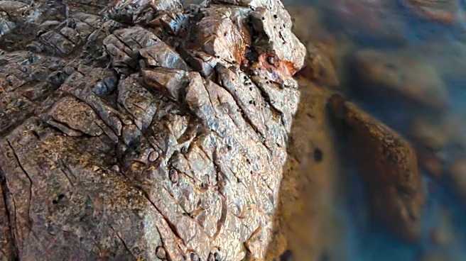 Idle Ships Near Strait of Hormuz Pose Biofouling and Invasive Species Threat
