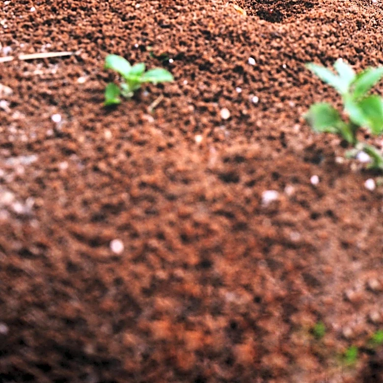 The Ecological Importance of Wood Ants in UK Forests
