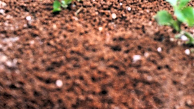 The Ecological Importance of Wood Ants in UK Forests