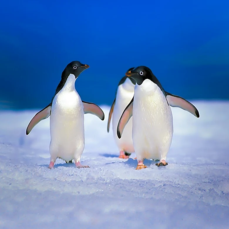 NASA Study Links Penguin Diets to Antarctic Sea Ice Conditions