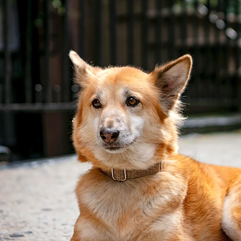 Over 70 Animals Rescued in New York Animal Cruelty Investigation