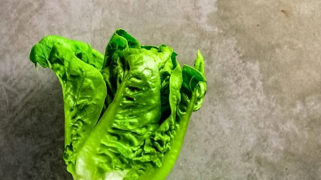 Cyclospora Outbreak Linked to Contaminated Lettuce Affects Nine States