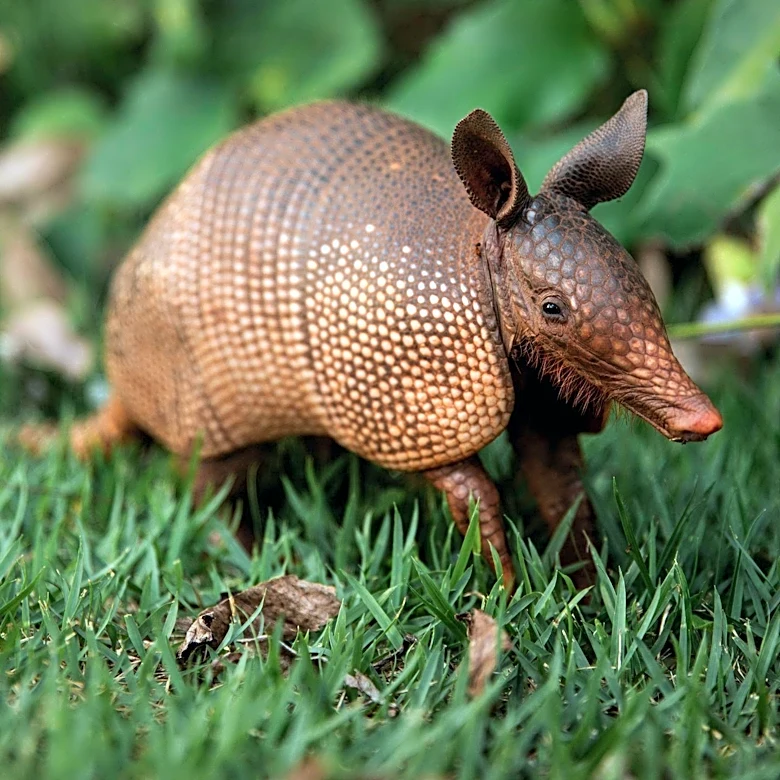 Armadillos Linked to Rising Leprosy Cases in Florida