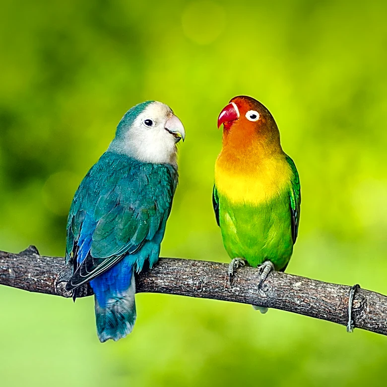 Breezy Parrot Rescue Provides Sanctuary for Parrots in Need