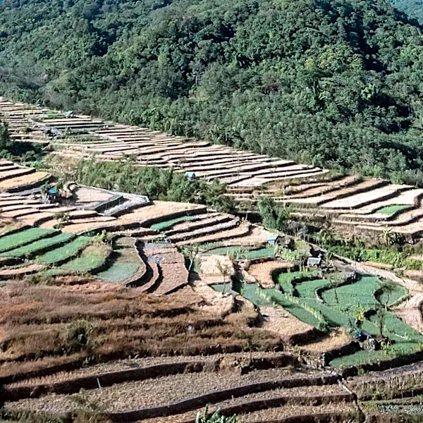 Study Reveals Community Rules Sustain Forests Amid Slash-and-Burn Farming