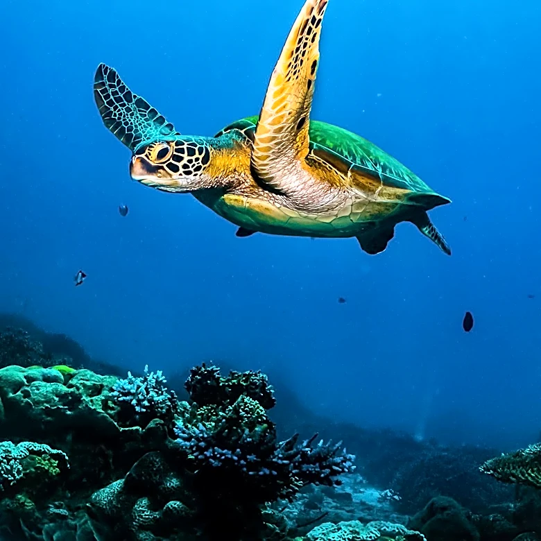 Rare Behavior Observed: Sea Turtle Emerges with Remora Attached in Costa Rica