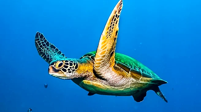 Rare Behavior Observed: Sea Turtle Emerges with Remora Attached in Costa Rica