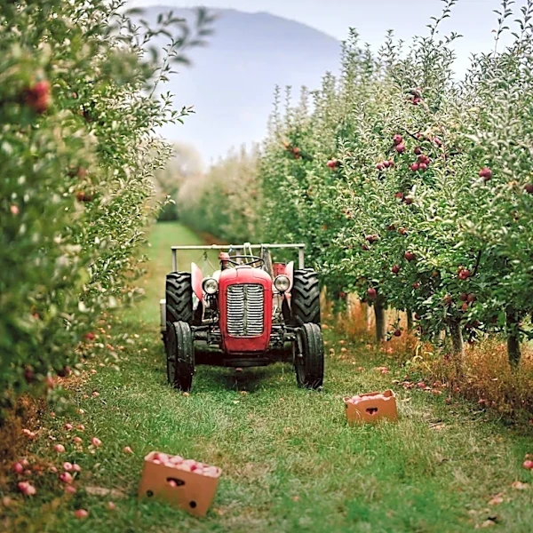 Gold Mountain Orchard Preserves Historic Apple Varieties in Colorado