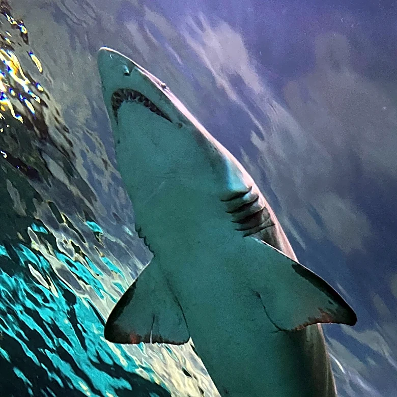 Tourist Bitten by Shark in Volusia County Highlights Ongoing Safety Concerns