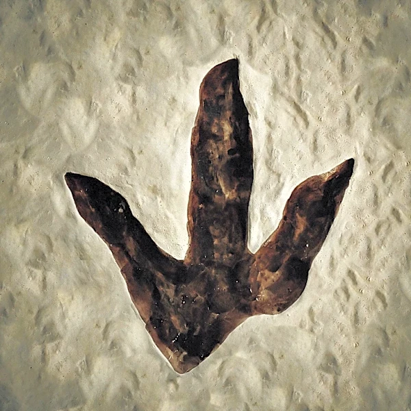 Fossil Footprints in Kenya Reveal Insights into Ancient Hominin Behavior and Social Structure