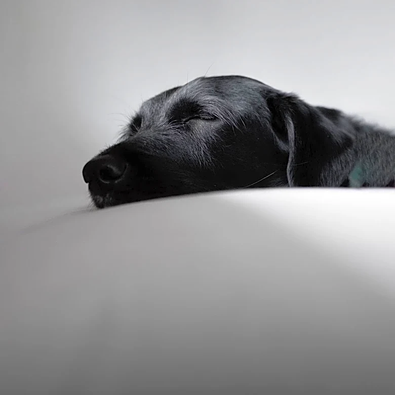 Zoetis Develops Monoclonal Antibody Treatment for Canine Osteoarthritis