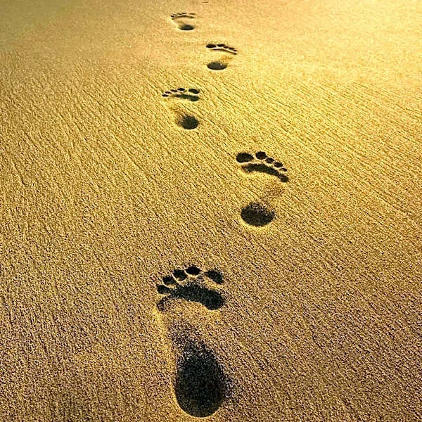 Mystery Hominin Footprints Found at Ancient Lake in Africa Challenge Existing Theories