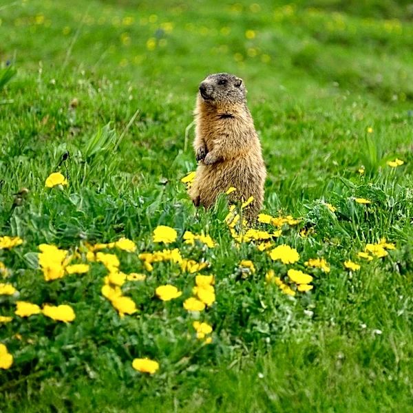 Marmot Researchers Turn to OnlyFans for Funding Amid Financial Challenges