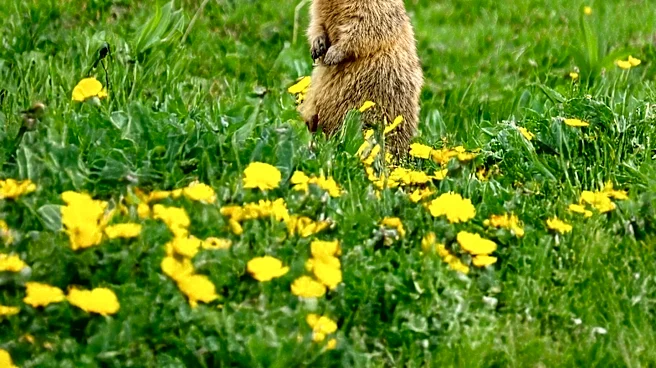 Marmot Researchers Turn to OnlyFans for Funding Amid Financial Challenges