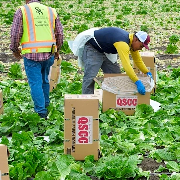 Cyclospora Outbreak Prompts Kansans to Consider Locally Grown Produce for Safety