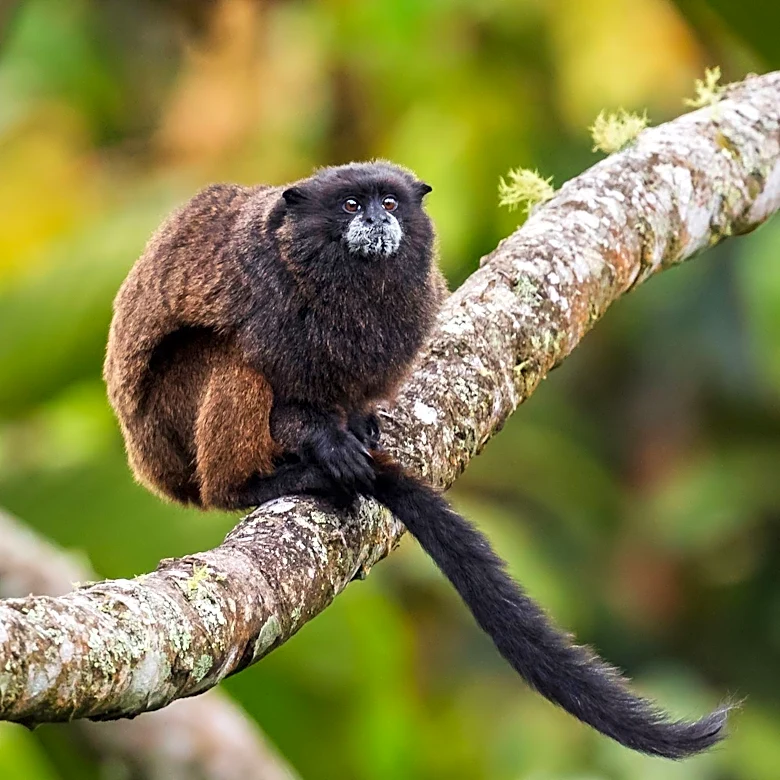 New Monkey Species Discovered in Congo Rainforest by Researchers