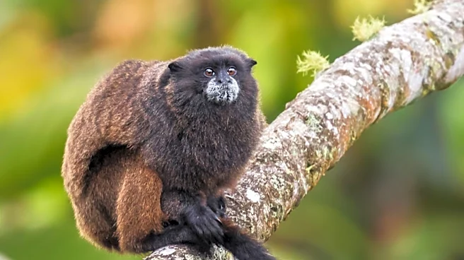 New Monkey Species Discovered in Congo Rainforest by Researchers