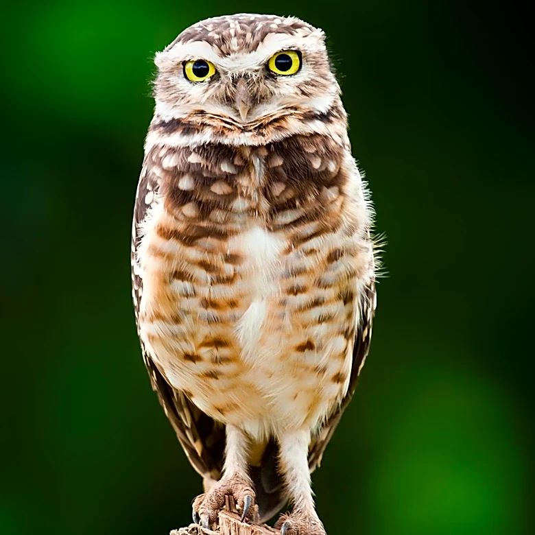 Clark County Initiates Conservation Efforts for Burrowing Owls Amid Urban Expansion