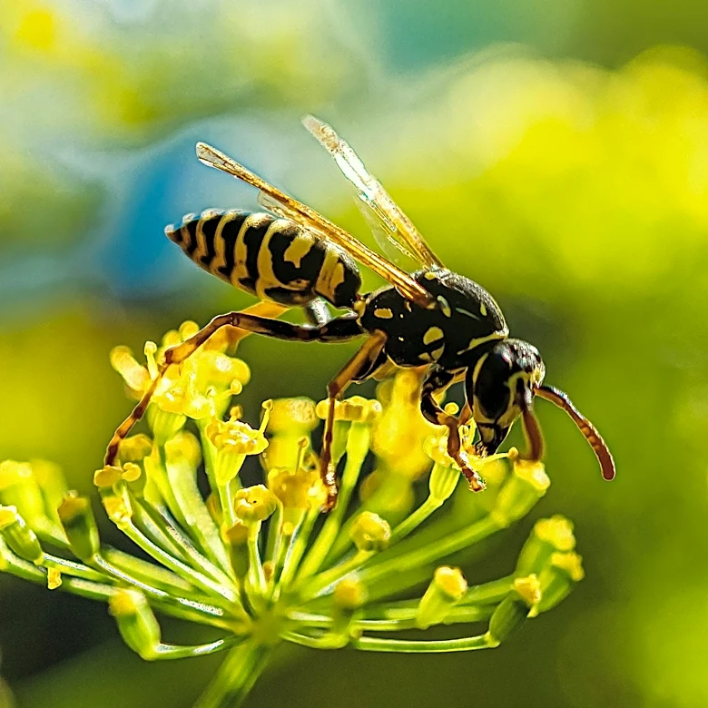 Massachusetts Homeowners Alerted to Rising Yellowjacket Infestations