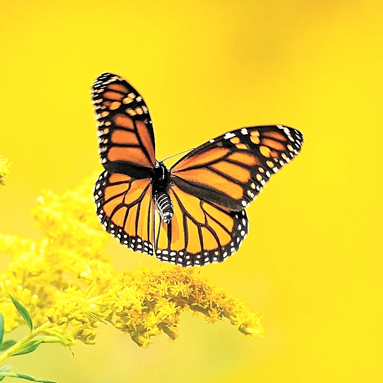 Monarch Butterfly Migration Sees Hopeful Signs of Recovery
