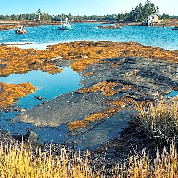 NOAA Report Highlights Gulf of Maine's Warming Slowdown but Ecosystem Instability