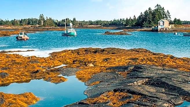 NOAA Report Highlights Gulf of Maine's Warming Slowdown but Ecosystem Instability