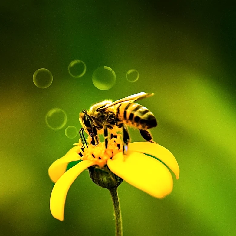 Discovery of Japanese Fossil Bee Bridges Two-Million-Year Gap in Honeybee Evolution