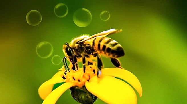 Discovery of Japanese Fossil Bee Bridges Two-Million-Year Gap in Honeybee Evolution