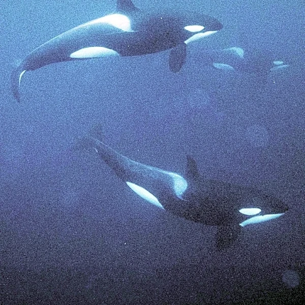 Proposed West Coast Pipeline Threatens Endangered Killer Whales