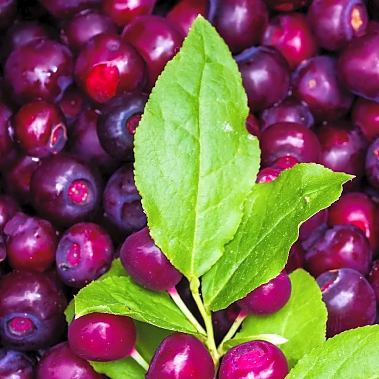 Governor Mills Declares August 1-2 as Maine's Sixth Annual Wild Blueberry Weekend