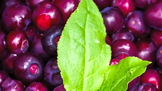 Governor Mills Declares August 1-2 as Maine's Sixth Annual Wild Blueberry Weekend