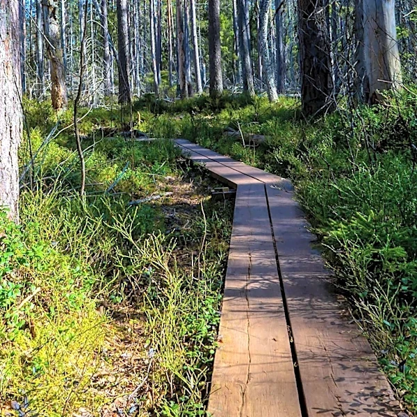 UNESCO Adds 25 New World Heritage Sites, Including Okefenokee National Wildlife Refuge